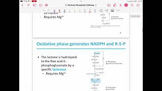 Lecture 13  pentose phosphate pathway [upl. by Neenahs]