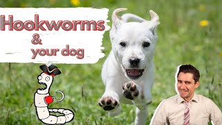 Hookworms in your dog Dr Dan How your dog gets worms symptoms diagnosis and treatment [upl. by Ecille]