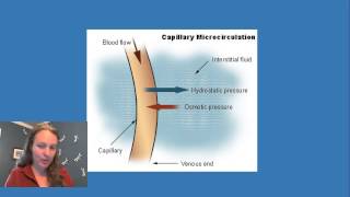 Oncotic and Hydrostatic Pressure in the Capillaries [upl. by Apilef]