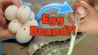 Incubating Bullsnake Eggs My Worst Experience Ever [upl. by Lotsirk907]