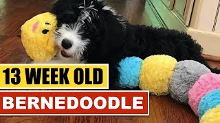 Day In The Life Of A BERNEDOODLE Puppy 🐶  13 Weeks Old [upl. by Britton]