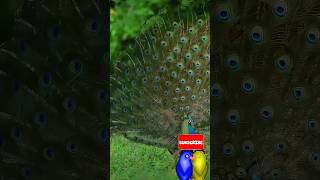 peacockdancepeacockviralshortytshortyt ytstudiotrendingshortsfunnyanimalstrendingshorts [upl. by Zoubek]