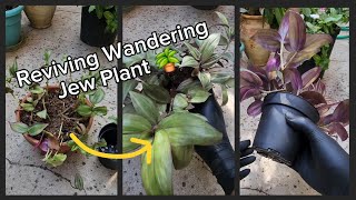 Reviving Wandering Jew Plant Tradescantia Zebrina Propagation 🪴👻 [upl. by Ateiram223]