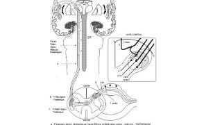 ANATOMIE Systématisation de la moelle épinière [upl. by Harlamert627]