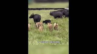 十幾頭獅子堵住去路，企圖拿下水牛母子飽餐一頓！ 動物世界看人生百態 野生動物 水牛 獅子 神奇動物在這裡 [upl. by Camille]