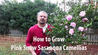 How to grow Pink Snow Sasanqua Camellia with a detailed description [upl. by Enilraep]