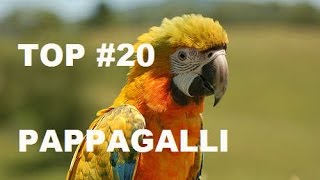 I 10 PAPPAGALLI più BELLI  Federico Orlandi [upl. by Randene814]