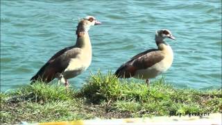 les canards et les oies et les cygnes de la basse meuse [upl. by Bethel]