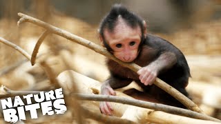 When Monkey Play Fighting Goes TOO FAR  The Secret Life of the Zoo  Nature Bites [upl. by Aldon]