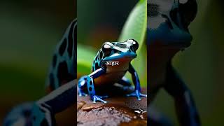 Exploring the Unique Adaptations and Behavior of Dart Frogs [upl. by Nahgaem]