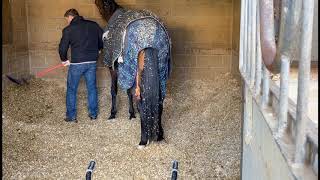 How to muck out a horse on a shavings bed [upl. by Mcquillin]