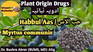 Myrtus communis  Habbul Aas  حب الآس Advia Mufradah lecture with slide presentation [upl. by Ecirahs]