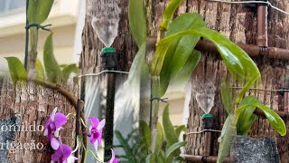 MINHA ROTINA DE TRABALHO INSTALAÇÃO SISTEMA IRRIGAÇÃO PARA ORQUÍDEA [upl. by Connett]