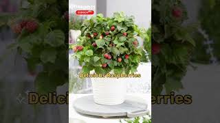 Juicy Raspberries magic  Flavorful raspberries in your terrace garden hxaqib11 DIY [upl. by Nodarb]