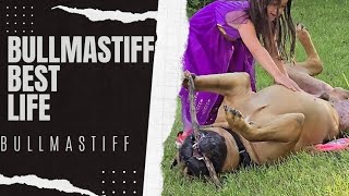 Bullmastiff Playtime [upl. by Alister]