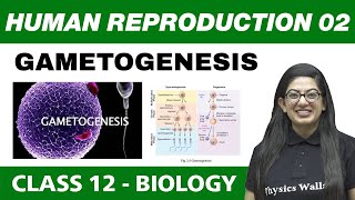 Human Reproduction 02  Gametogenesis  Class 12 NCERT [upl. by Luap]