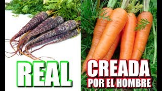 7 FRUTAS y VERDURAS que FUERON CAMBIADAS por LA MANO del HOMBRE [upl. by Erlene]