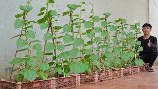 Home Gardening Grow Malabar Spinach at Home Secrets to Lush Greens Without Fertilizers [upl. by Umberto450]