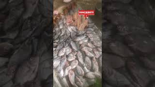 PECADO PEJE GATO y TILAPIA [upl. by Walkling]