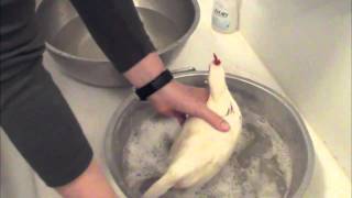 Chicken Keeping Basics  How To Bathe a Chicken [upl. by Bron]