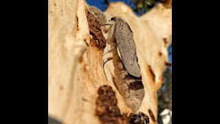 A witchetty grub emerges as a moth long version [upl. by Netsua]