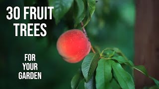 30 FRUITING PLANTS You Should PLANT in Your GARDEN [upl. by Enitnatsnoc]