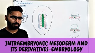 INTRAEMBRYONIC MESODERM AND ITS DERIVATIVES  EMBRYOLOGY [upl. by Oam259]