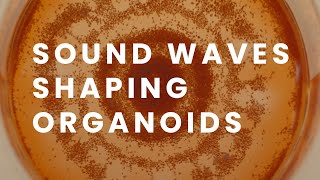 A New Era in Biotechnology Sound Waves Shaping Organoids [upl. by Woodall]