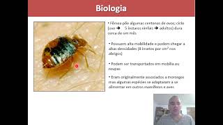 Aula 6 Ordem Hemiptera Parte 2 [upl. by Moina]