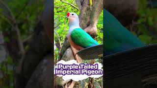 ShortsReelsPurpleTailedImperialPigeon sikderpigeonbd foryou pigeon shorts reels animals [upl. by Virgilio]