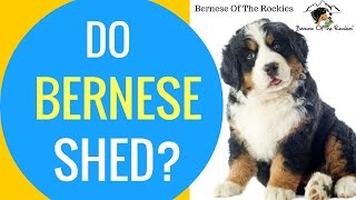 Do Bernese Mountain Dogs Shed  Bernese Grooming Tips [upl. by Frost]