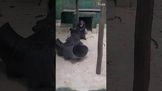 Meet Papum amp Tezu two orphaned Asiatic black bear cubs under our care at CBRC in arunachalpradesh [upl. by Laresa979]