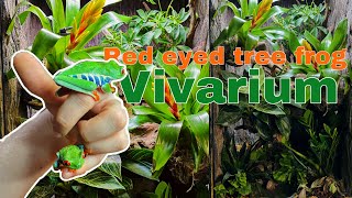 RED EYED TREE FROG vivarium 20 [upl. by Wendell]