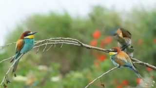 Bienenfresser  European Beeeater  Merops apiaster [upl. by Mada]