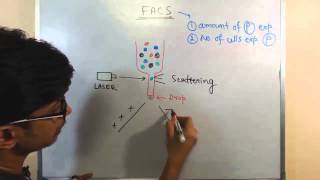 Fluorescence activated cell sorting FACS [upl. by Kask]