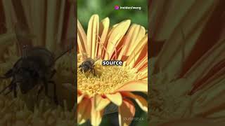 Bees Secret Dance The Waggle naturecuriosities animalfacts bees invideoai [upl. by Adniralc]