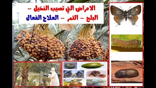 الامراض التي تصيب النخيل [upl. by Bertilla]