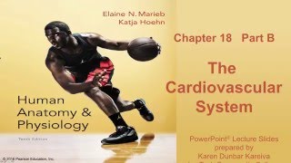 Anatomy and Physiology Chapter 18 Part B Lecture The Cardiovascular System [upl. by Hertzfeld176]