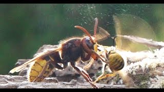 Spectacular fight hornet against yellow jacket Spektakulärer Kampf Hornisse gegen Wespe [upl. by Marilou]