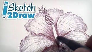 Doodling a Hibiscus Flower with Ball Point Pen [upl. by Yumuk]