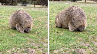 Baby Wombat Eats While Sitting In Mums Pouch [upl. by Airan108]