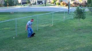 10 week old Boykin Spaniel pup training  part 2 [upl. by Ecirtnahs]