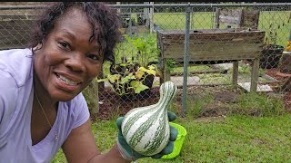 SUMMER CLEANUP  Garden Harvest Cushaw Cocozelle and China cucumber [upl. by Ennairoc]