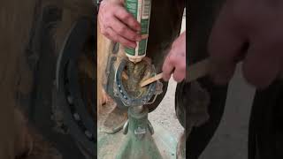 Using Farriers Finish to Flush Out Hoof Crack in Central Sulcus horse hoof farrier [upl. by Nazarius]