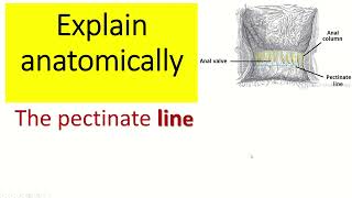 Explain anatomically the pectinate line [upl. by Gothurd15]