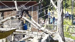 Schimpanser som skriker på Kolmårdens djurpark Chimpanzee at Kolmårdens Zoo in Sweden [upl. by Hull]