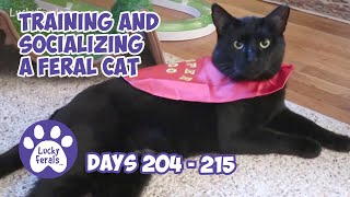 Training And Socializing A Feral Cat  Part 22  Days 204  215  Cat Video Compilation [upl. by Orton]