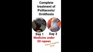 Complete treatment for PsittacosisOrnithosis shukarog in birds antibiotic medication under 50 [upl. by Etienne]