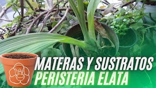 FORMAS de CULTIVAR la PERISTERIA ELATA  Orchids [upl. by Aisac]