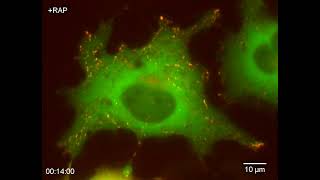 peroxisome dispersion by single head kinesin motors 1644390164790 [upl. by Hamel]